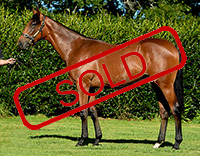 TARZINO x FIRST BLOOM COLT.